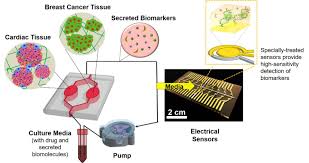 Although rare, it's a possibility. A Heart Breast Cancer On A Chip Monitoring System Eurekalert Science News