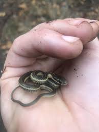 Just A Lil Baby Snakehttps I Redd It 9ko3kspso9v11 Jpg Baby Snakes Cute Reptiles Cute Snake