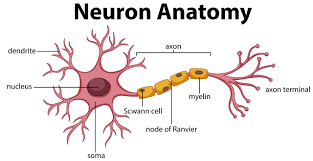 Neurons communicate via chemical and electrical synapses, in a process known as synaptic transmission. What Are The Parts Of The Neuron Doclists