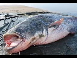 Check spelling or type a new query. Abenteuer Winterwaller Auf Welse Im Winter Am Fluss Youtube