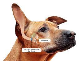 Dog Ear Infections Natural Remedies That Work Dog Ear Infection Remedy Dogs Ears Infection Dog Ear Cleaner