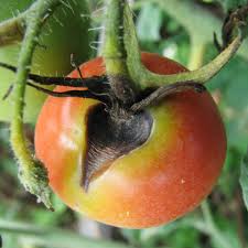 Image result for tomato seedling fusarium wilt