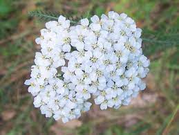 Achillea Flowers Best Flower Wallpaper