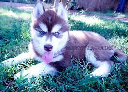 If you're looking for a husky breeder in north carolina that is recognized by the american kennel club, look no further than my husky hollow. Champion Siberian Husky Puppies In Nc Husky Palace