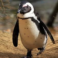 Our selection is filtered through our online bird store offers you only the best exotic bird foods, harrisons bird foods, goldenfeast, volkman totally organics, zupreem, roudybush, and. Home Birdworld