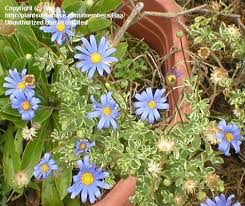 Image result for Felicia muricata