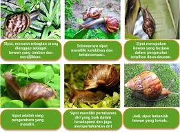 We did not find results for: 86 Gambar Dekoratif Siput Bukanlah Hewan Lemah Paling Keren Gambar Pixabay