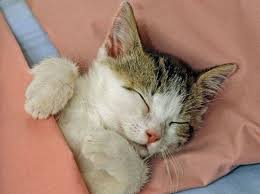 Katze im bett stockfotos & katze im bett bilder alamy. Vier Schlafplatze Fur Eine Schone Reise Ins Traumland