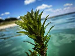 Image result for Hydrilla verticillata