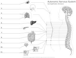 Nervous System Diagram Worksheet Nervous System Lesson Plans Nervous System Nervous System Lesson