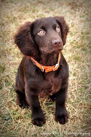 Denali Cute Animals Puppies Cute Dogs