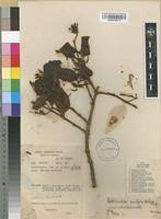 Image result for Globimetula