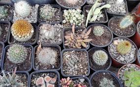 Warta anu saéna nyaéta mungkin ngawétkeun pariuk liat kalayan perawatan anu saderhana sareng efektif. Tips Pikeun Pepelakan Dina Teras Anu Berangin Ngebon