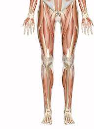 These bulky muscles also give the arm its strength. Muscles Of The Leg And Foot