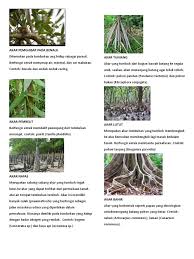 Maybe you would like to learn more about one of these? Jenis Akar