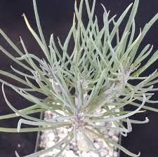 Image result for Kleinia schweinfurthii