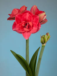 Double New Pink Variety Diva Amaryllis Bulbs Christmas Plants Amaryllis Christmas