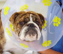 Luckily, there are many alternatives to rigid plastic cones on the market, which are less stressful for dogs and can also prevent your following surgery or an injury, dogs will instinctively lick wounds as it is the only thing they know how to soothe the pain and heal themselves. Pet Injury Protection Alternatives To The Cone For Dogs And Cats