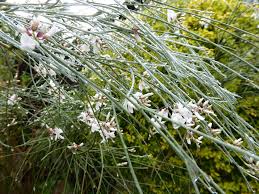 Image result for Retama monosperma