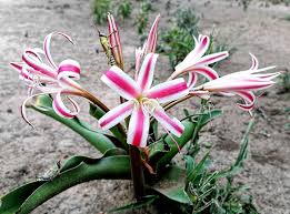 Image result for Crinum stuhlmannii