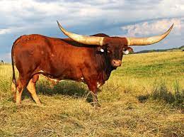 They are descendants of the first cattle introduced in the new world, brought by explorer christopher columbus and the spanish colonists. Beef Breeds Texas Longhorns Livestock Agupdate Com