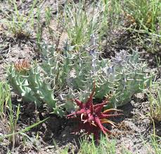 Image result for Orbea lugardii