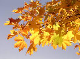 Check spelling or type a new query. Maple Definition Species Height Facts Britannica