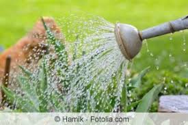 Das ist bei uns nicht so einfach möglich. Blumen Giessen Morgens Abends Wann Und Wie Oft Gartendialog De