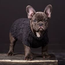 You'll find some rare, expensive french bulldogs for sale as well as some more standard puppies. French Bulldog For Sale Where To Find The Right Puppy