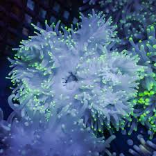 Image result for Aneilema nyasense