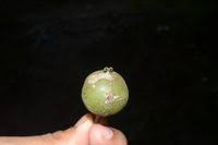 Image result for Shirakiopsis