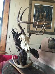 European Deer Mount Deer Mounts Deer Hunting Decor Deer Decor