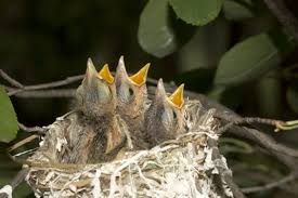 Once you know what to feed a baby bird, let´s learn how to feed them. What To Do If You Found A Baby Bird
