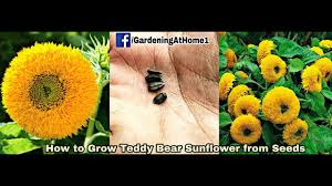 Namun yang pasti, tanaman bunga matahari jenis teddy bear memang sangat mengagumkan.bentuk kelopak bunganya tampak berbeda dengan bunga matahari jenis lainnya. Teddy Bear Sunflower Info Pelajari Cara Tumbuh Teddy Bear Sunflower 2021 Mas To Doc