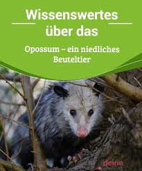 Wissenswertes Uber Das Opossum Ein Niedliches Beuteltier My Animals Beuteltier Tiere Intelligente Tiere
