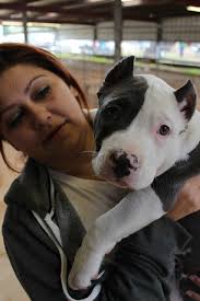 CTL BULLY CAMP 1ST ANNUAL FUN SHOW PARIS, TEXAS