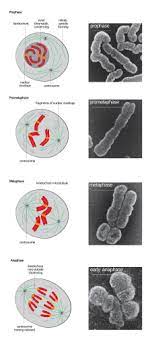 Mitosis is followed by cytokinesis, the splitting of the cytoplasm. Metaphase Wikipedia