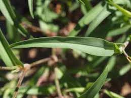 Image result for Commelina schweinfurthii