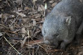 We are selling custom made wombat poo parcels, in the interests of comfort and staying sanitary, th. How Do Wombats Drop Cubed Poop Scimex