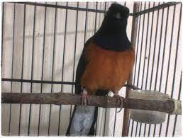 Murai batu (mb) bordan adalah istilah untuk menyebut murai batu hasil perkawinan silang antara murai batu borneo dan murai batu medan. Murai Bordan Perkawinan Mb Borneo Dan Mb Medan Om Kicau