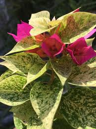 Pin By Juie Kahshun On Bougainvillea Purple Plants Bougainvillea Bonsai Flower Garden