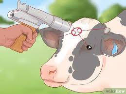 How To Slaughter Cattle With Pictures Wikihow