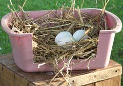 Creating a safe place for your hens to lay eggs. Top 10 Chicken Nesting Boxes Backyard Poultry