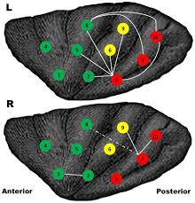 This mode is a sandbox that allows you to replay the events, scenes and. Enhanced Functional Connectivity And Increased Gray Matter Volume Of Insula Related To Action Video Game Playing Scientific Reports
