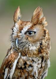 Screech Owl Profile By Deb Simon Photography Screech Owl Owl Photos Owl