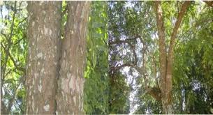 Image result for Zanthoxylum chalybeum