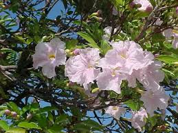 Image result for Tabebuia heterophylla