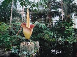 Corpsey Is Finally Opening Up To Us Corpse Flower Flowers Urban Garden