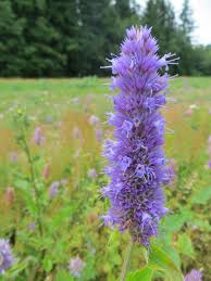 Native plants thrive in oregon's unique landscapes and growing conditions, making them both beautiful and wise gardening choices. Lamiaceae Oregon Natives Mint Family Nwnativeplantslist
