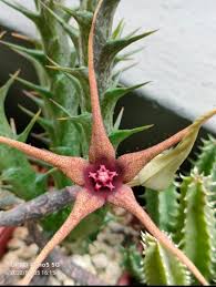 Image result for Orbea caudata